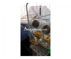 4 CANARY BIRDS FOR SALE WITH CAGE AND FOOD STUFF
