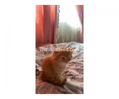 Scottish Kitten for Sale