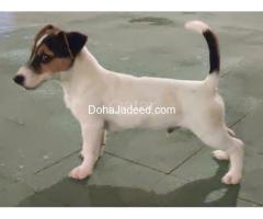 Jack Russell terrier Puppies
