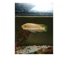 African chiclids for sale