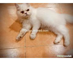 Persian Kitten For Sale